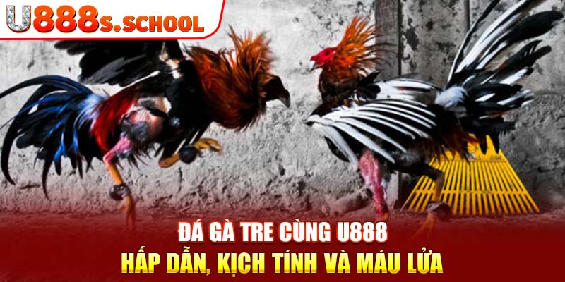 Đá Gà Tre Cùng U888 - Hấp Dẫn, Kịch Tính Và Máu Lửa