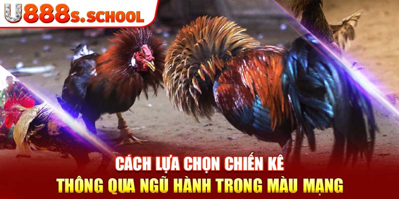 Cách lựa chọn chiến kê thông qua ngũ hành trong màu mạng